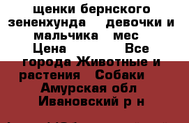 щенки бернского зененхунда. 2 девочки и 2 мальчика(2 мес.) › Цена ­ 22 000 - Все города Животные и растения » Собаки   . Амурская обл.,Ивановский р-н